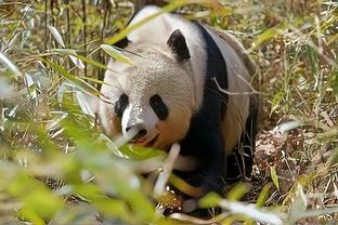 雷电竞reybat下载